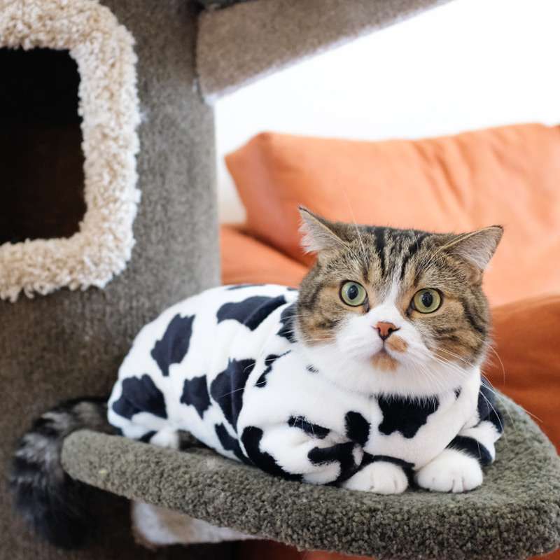 猫服  防寒服 | もふもふ猫ちゃん用防寒パーカー