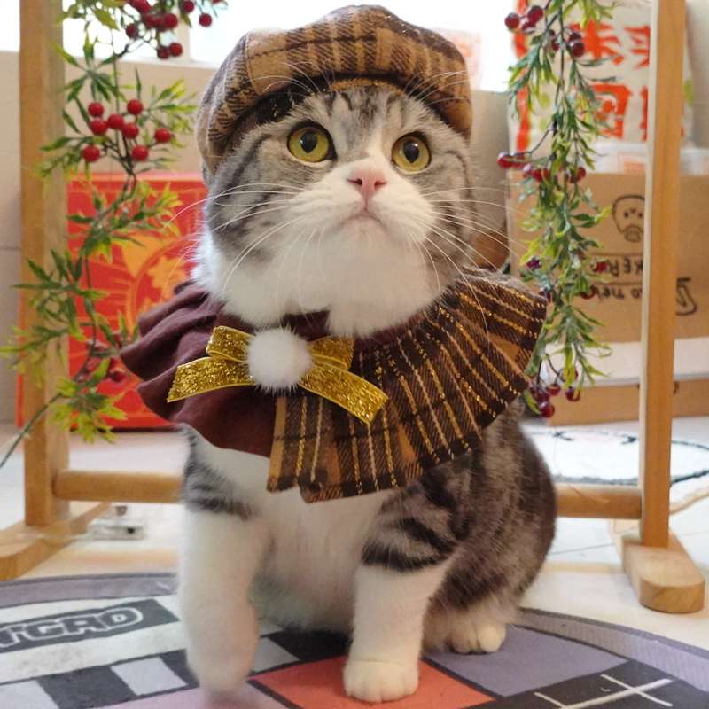 猫服  コスプレ | ねこ用スコットランド風コスチューム