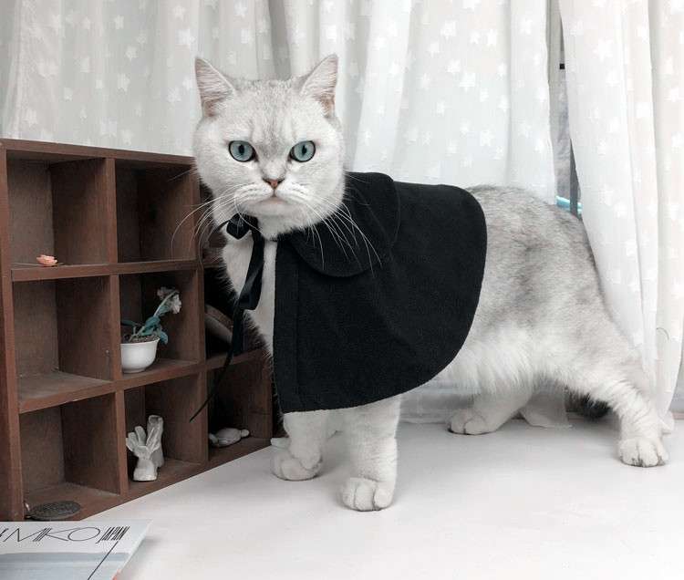 猫服  コスプレ | 魔法使い猫ちゃんコスプレセット