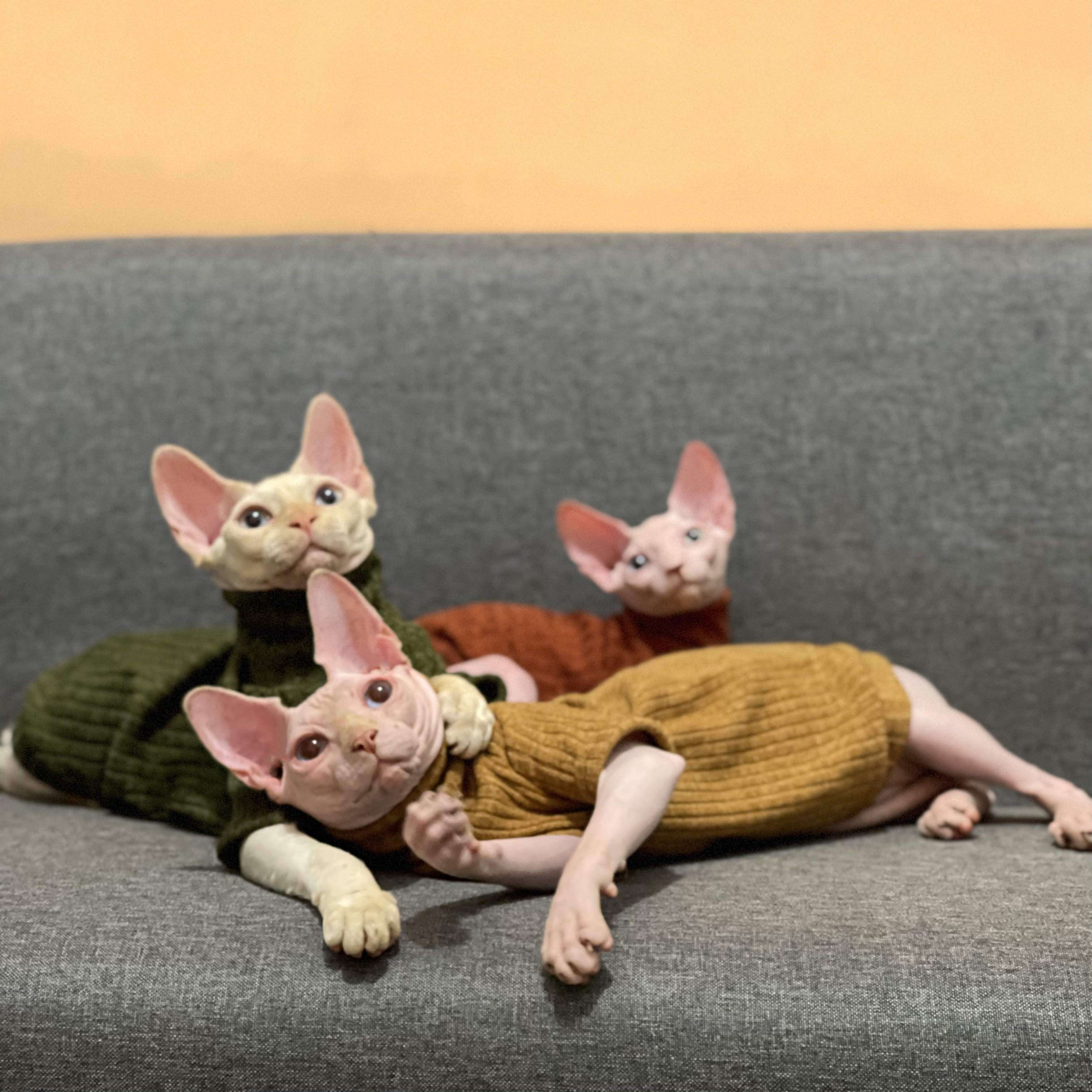 猫服  スフィンクス | スフィンクスの秋冬ニットウェア