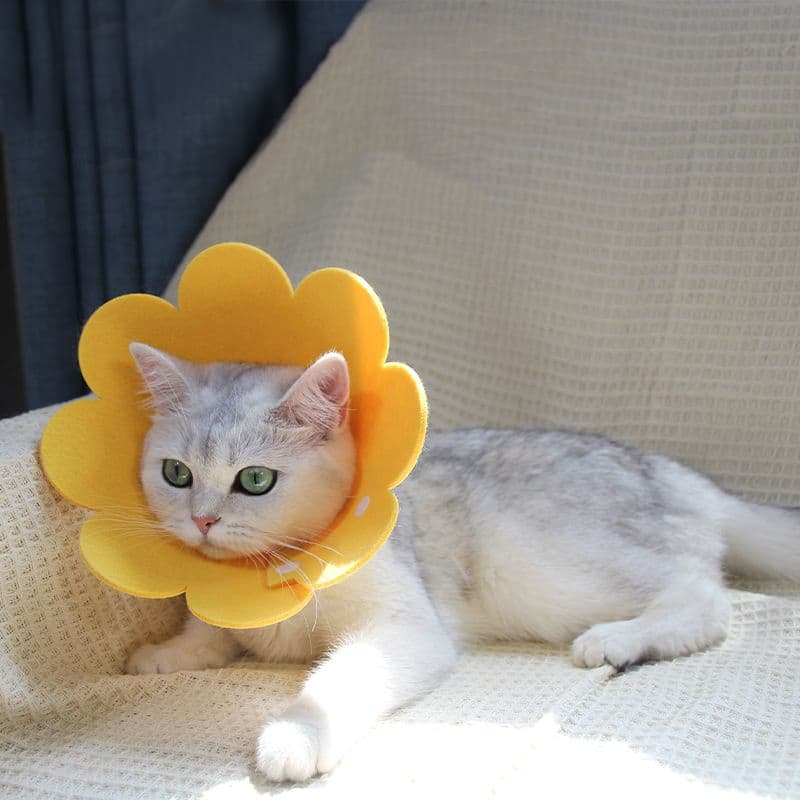 猫服 猫 エリザベスカラー | お花型ふんわりエリザベスカラー