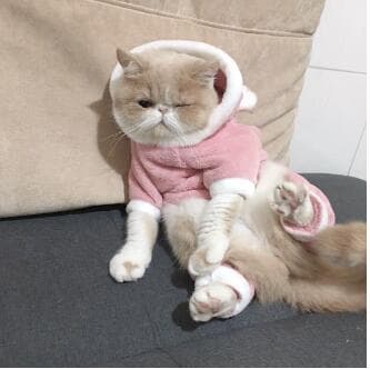 猫服 秋冬ぶた顔洋服 猫ちゃん用可愛いトレーナー