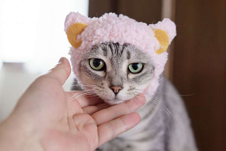 猫服  帽子 | もふもふ猫耳キャップ