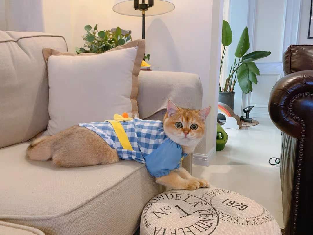 猫服  洋服 | 猫用チェック柄オーバーオール