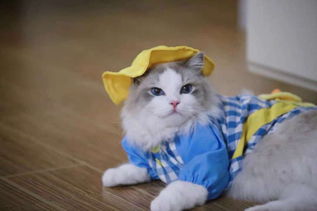 猫服  洋服 | 猫用チェック柄オーバーオール