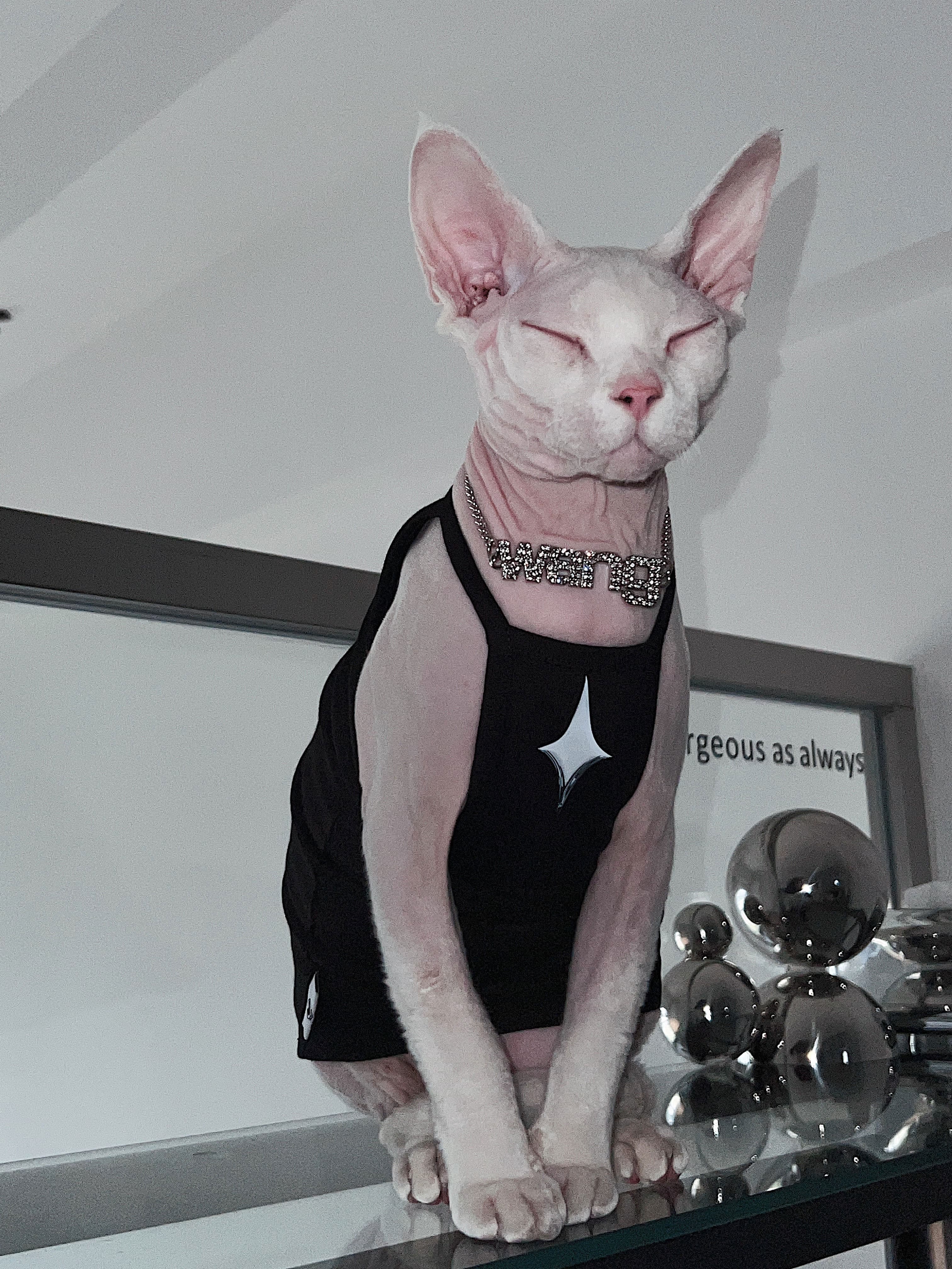 猫服  洋服 | シンプル タンクトップ