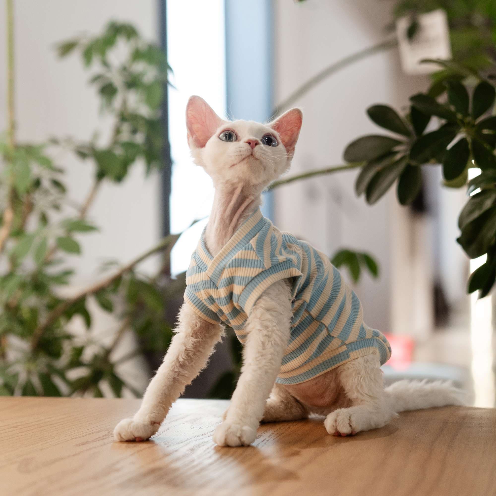 猫服  洋服 | 猫用やわらかリブニットウェア