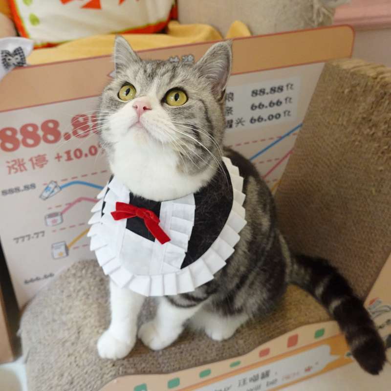 猫服  コスプレ | メイド風フリルエプロン猫用コスチューム