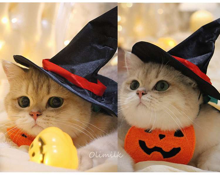 猫服  コスプレ | ハロウィン魔法使い猫コスチュームセット