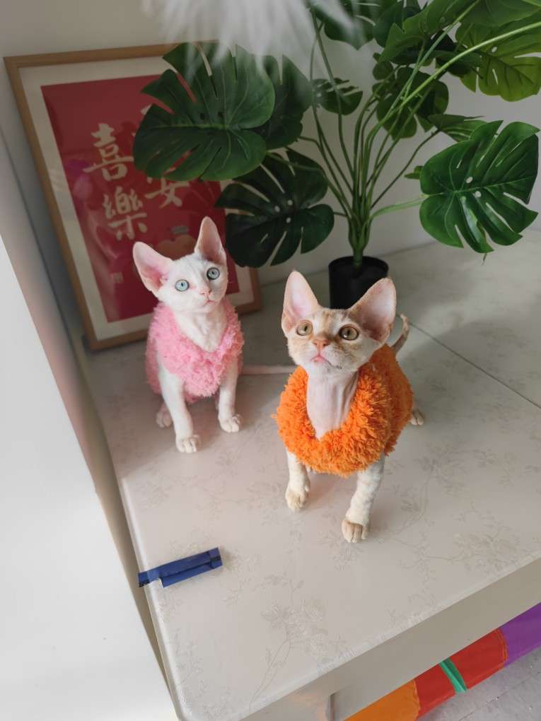 猫服  スフィンクス | モコモコあったかスフィンクスキャットウェア