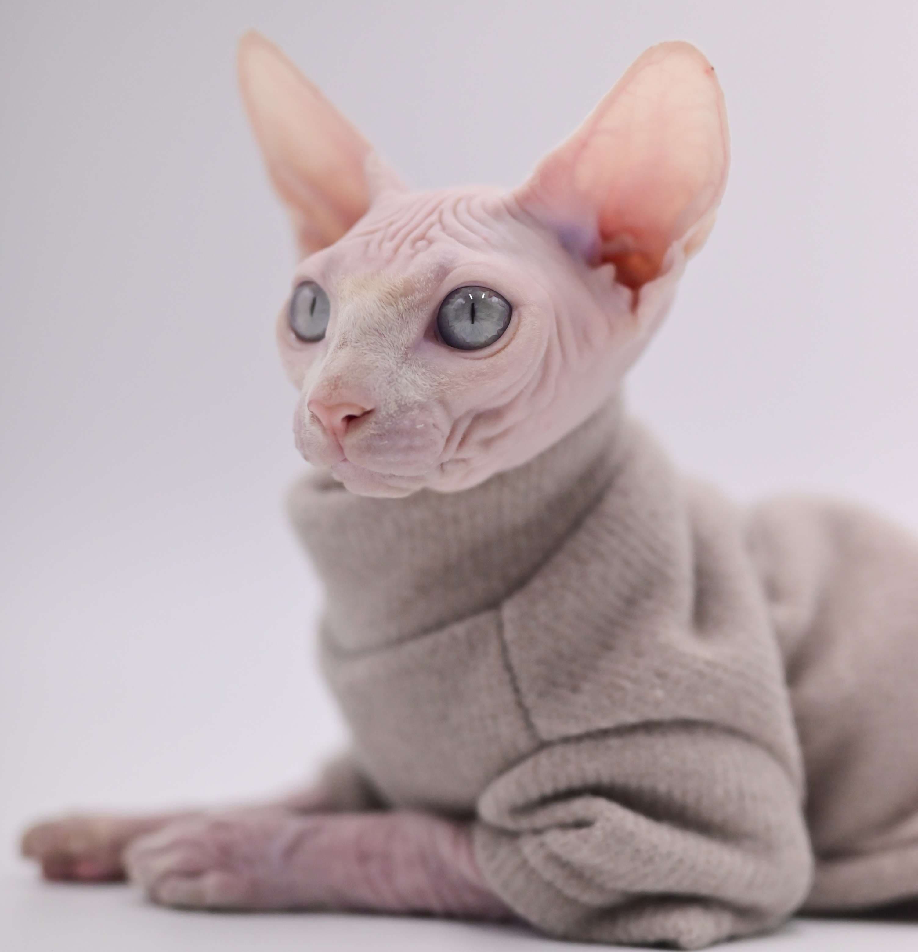 猫服  スフィンクス | スフィンクスの秋冬あったかタートルニット