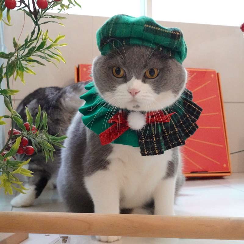 猫服  コスプレ | ねこ用スコットランド風コスチューム