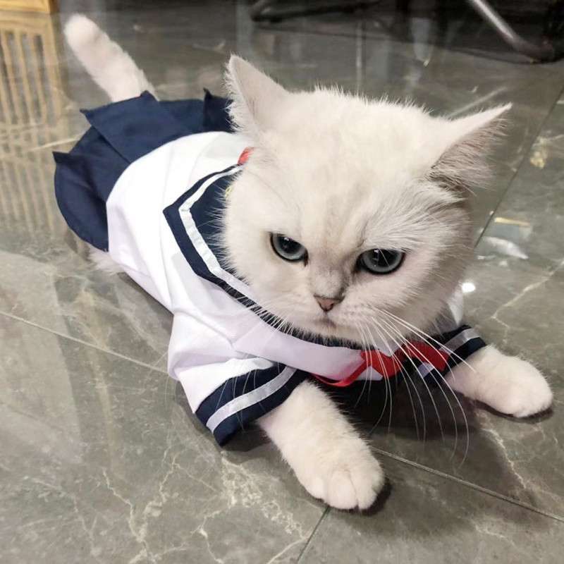 猫服  コスプレ | ペット用セーラー服コスチューム