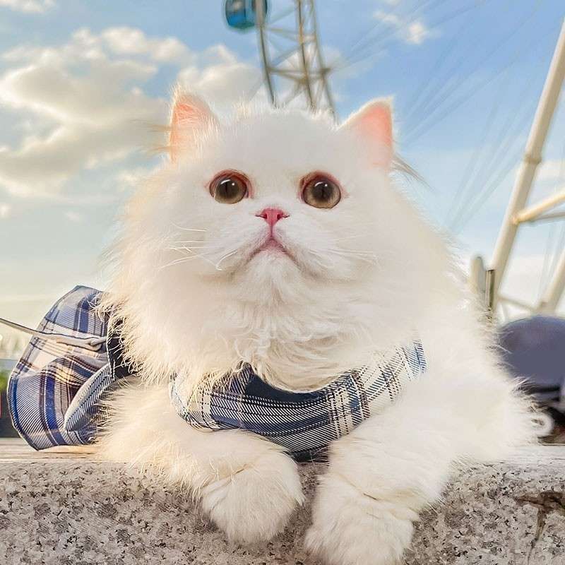 猫服  洋服 | 猫用チェック柄ケープ