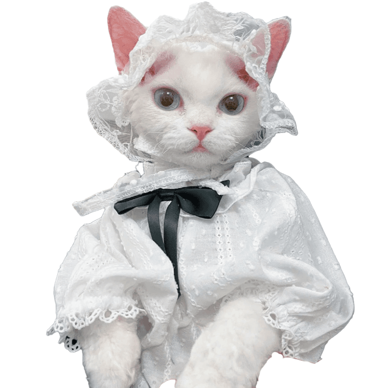 猫服  洋服 | 純血統のドイツカールキャット