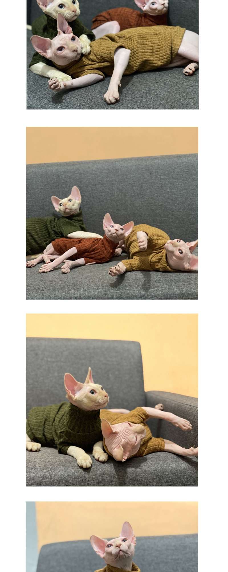 猫服  スフィンクス | スフィンクスの秋冬ニットウェア