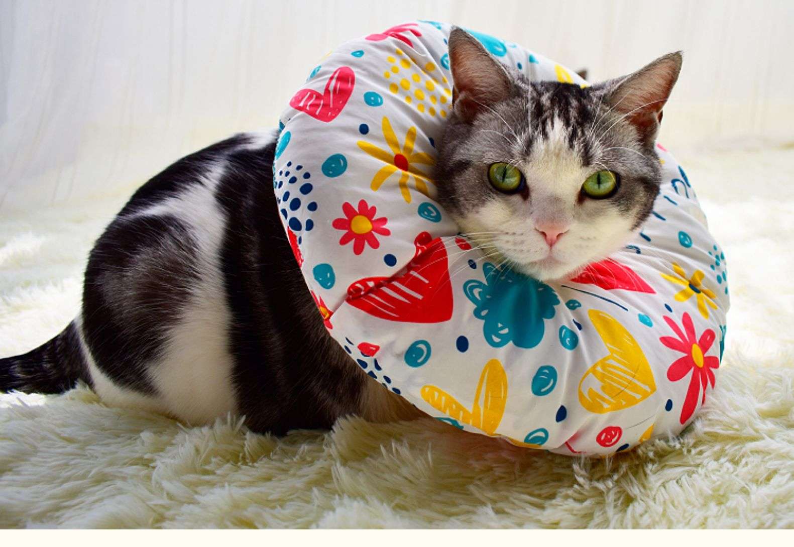猫服 猫 エリザベスカラー | ふわもこペット用プリントエリザベスカラー