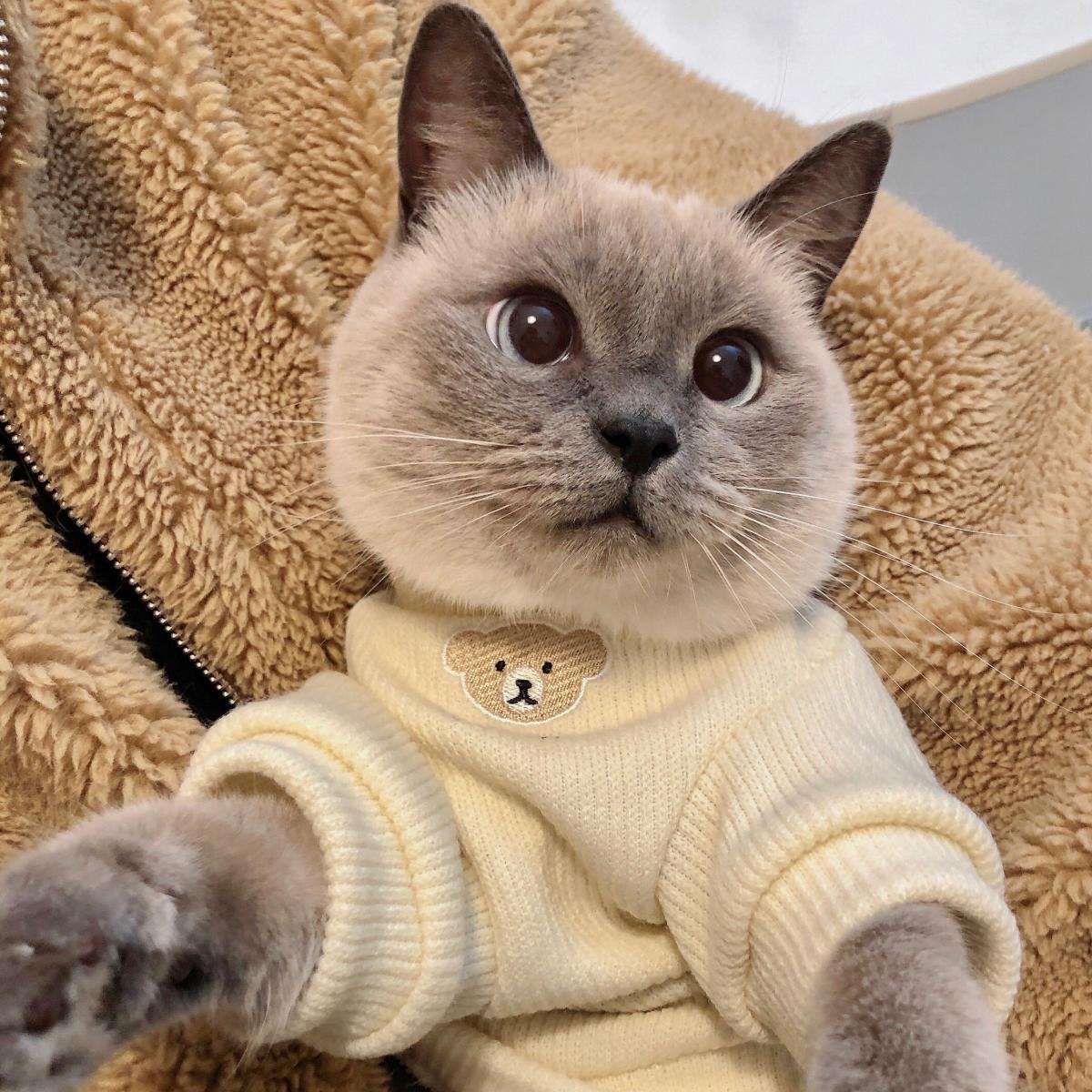 猫服 小熊刺繍入りふわもこ袖口あったか猫用編み上着