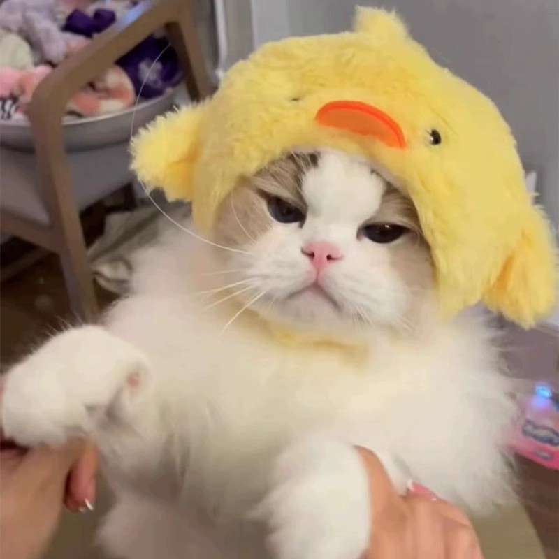 猫服  コスプレ | もこもこブタちゃん猫用コスチューム