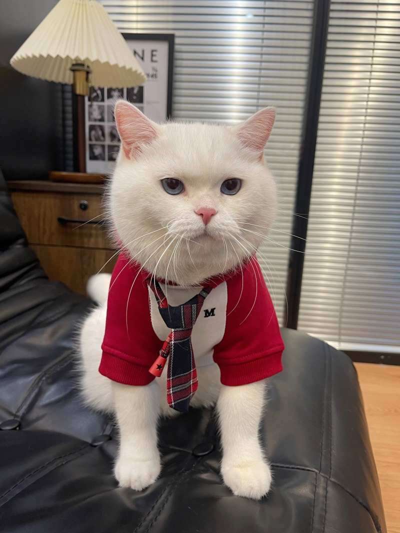 猫服  コスプレ | ネクタイ付きビジネス猫用スーツ