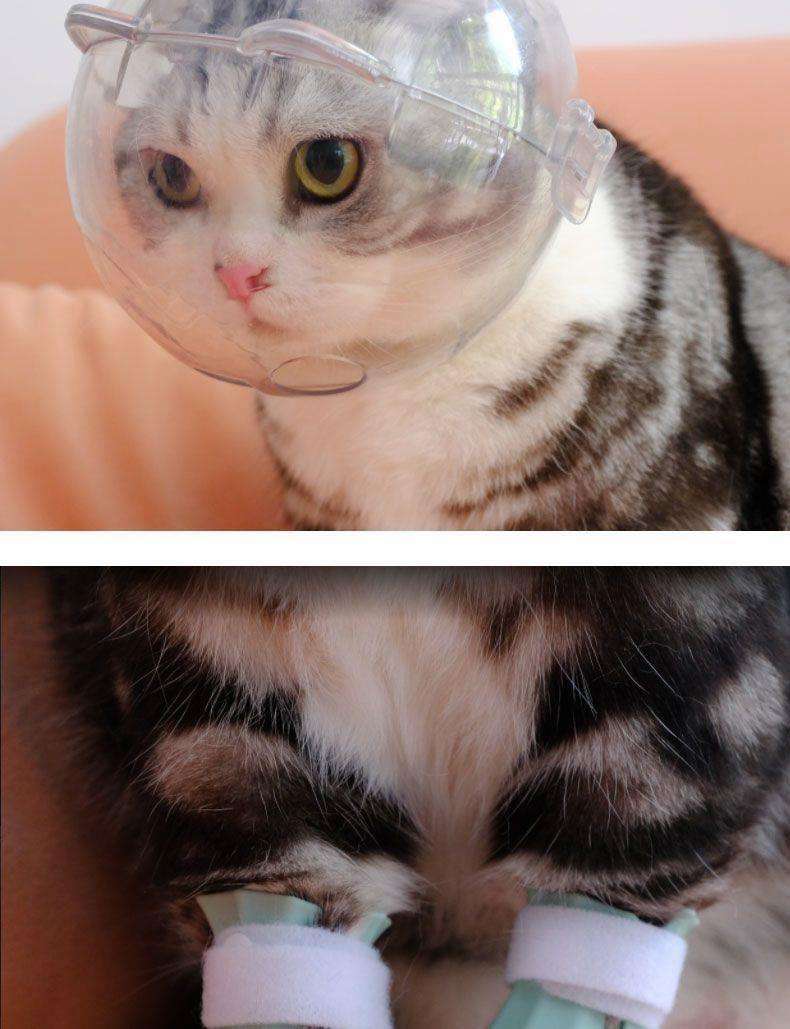 猫服 猫 エリザベスカラー | ねこ型エリザベスカラー 足カバーセット