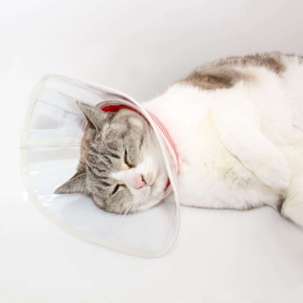 猫服 猫 エリザベスカラー | 星空キャットカラー リラックスタイプ