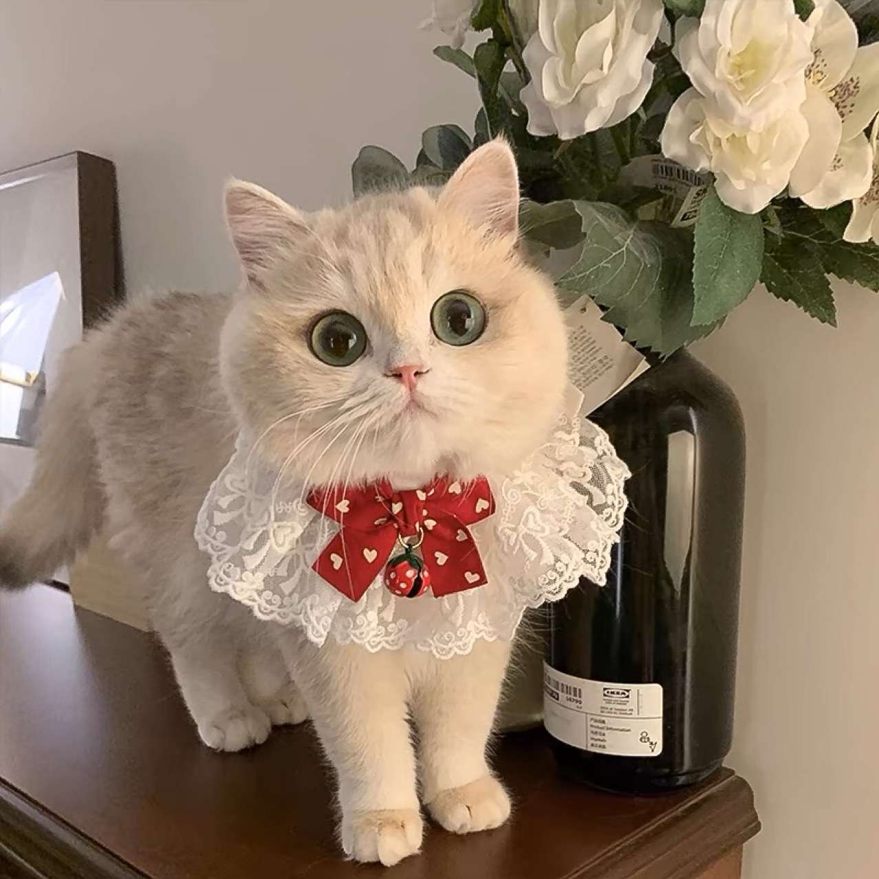 猫服  洋服 | 華やかレースの姫様エリマキ