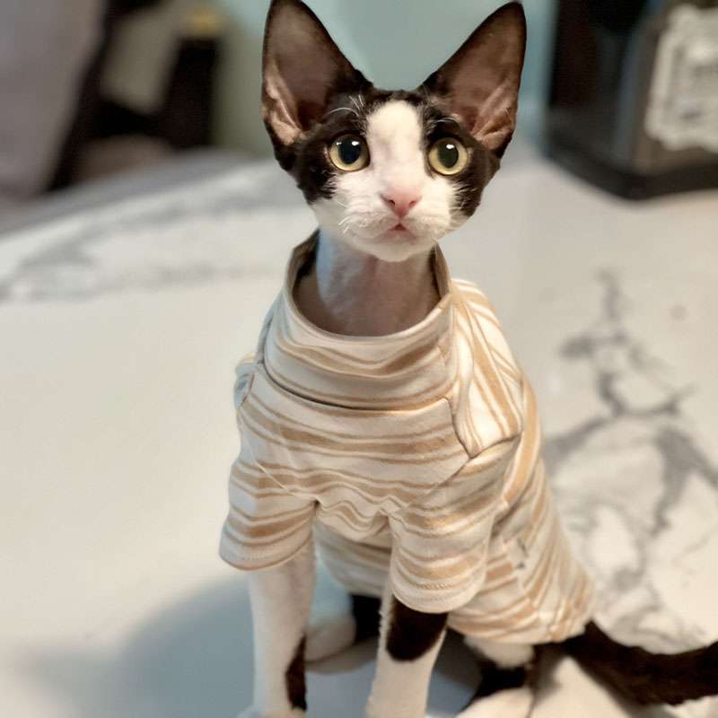 猫服  スフィンクス | スフィンクスの季節のお洒落服