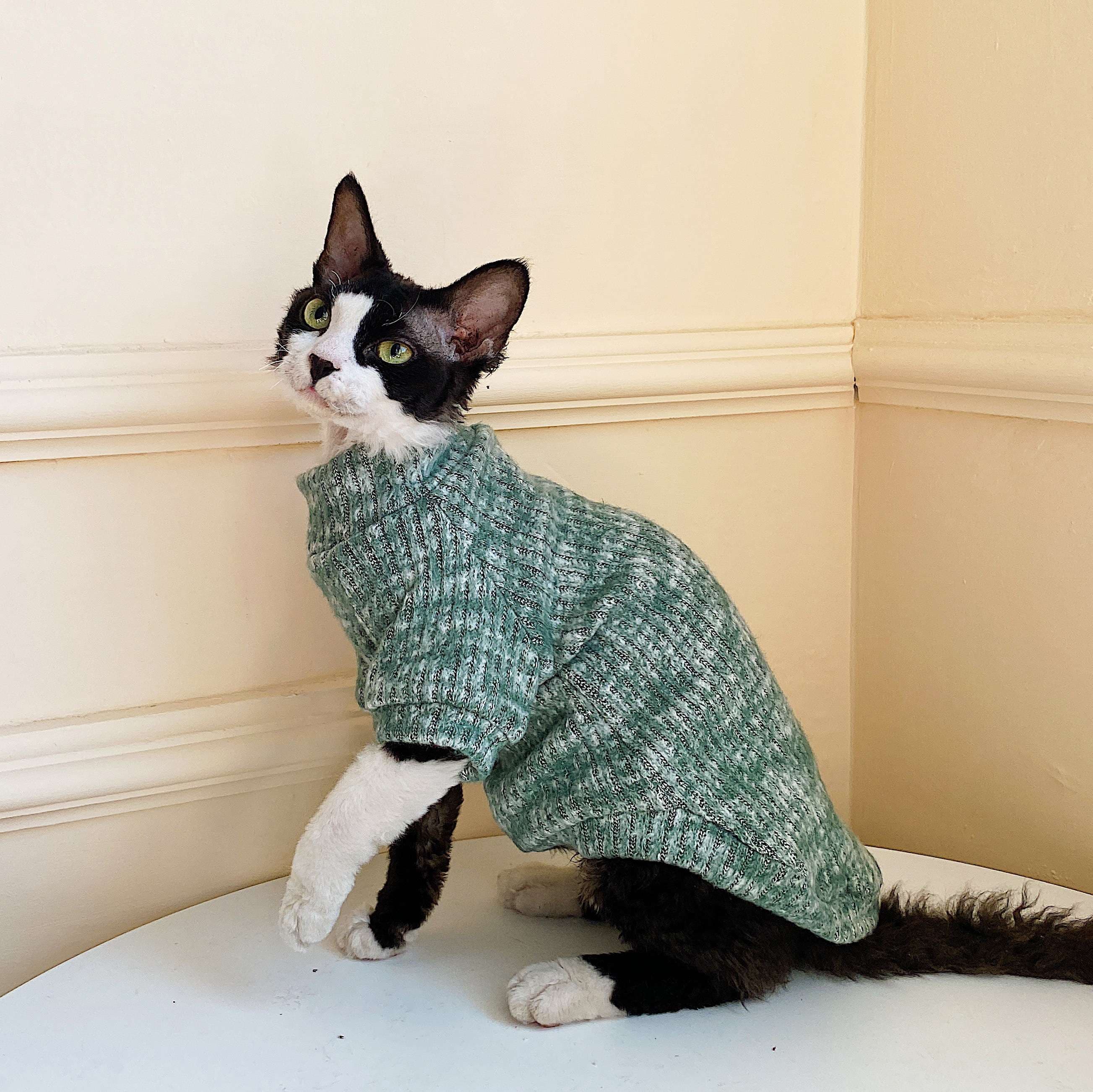 猫服  スフィンクス | スフィンキャットのニットセーター