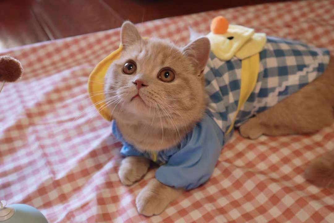 猫服  洋服 | 猫用チェック柄オーバーオール