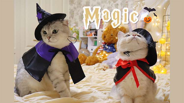 猫服  コスプレ | ハロウィン魔法使い猫コスチュームセット