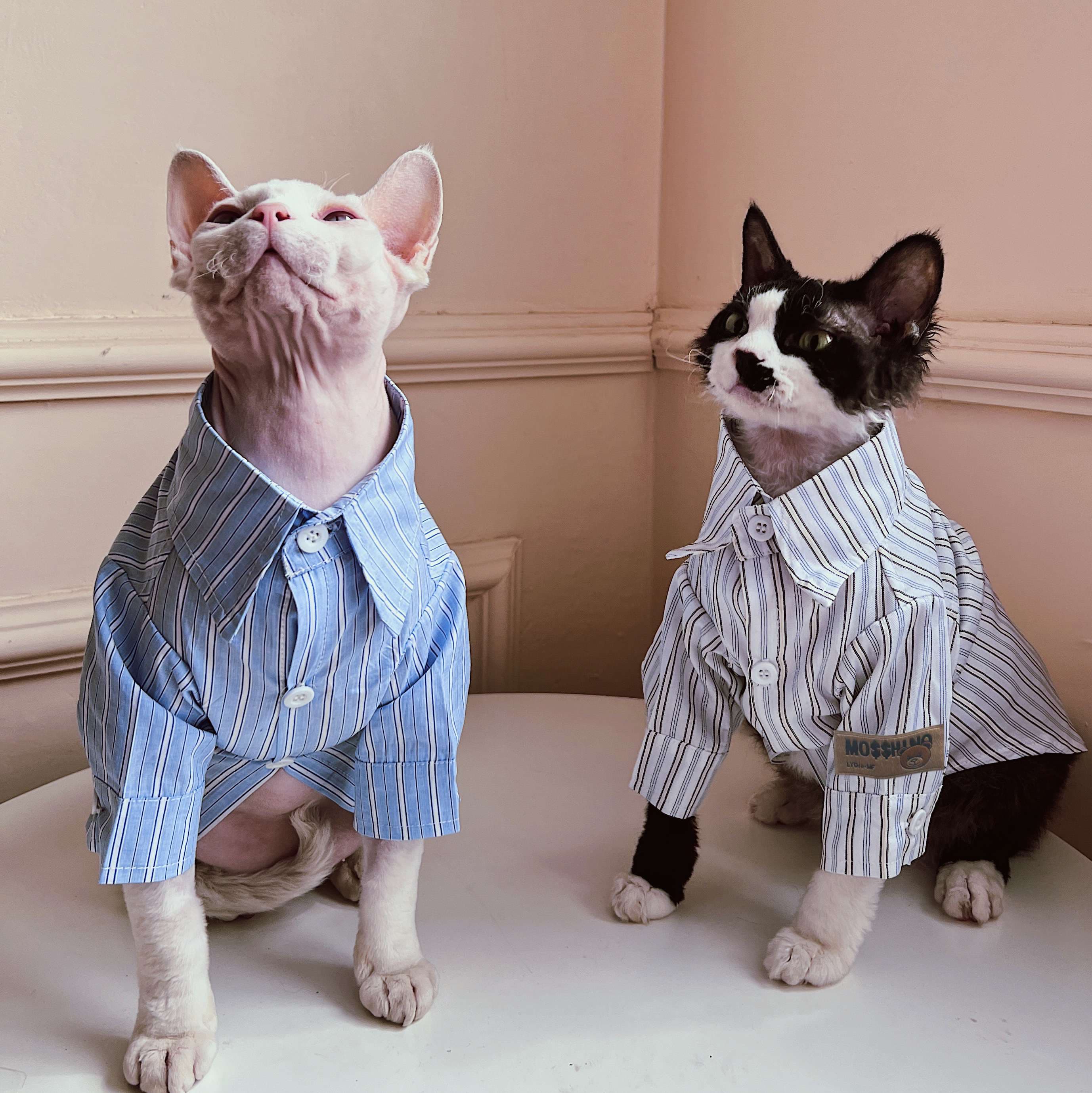 猫服  スフィンクス | スフィンクスのためのストライプパジャマ