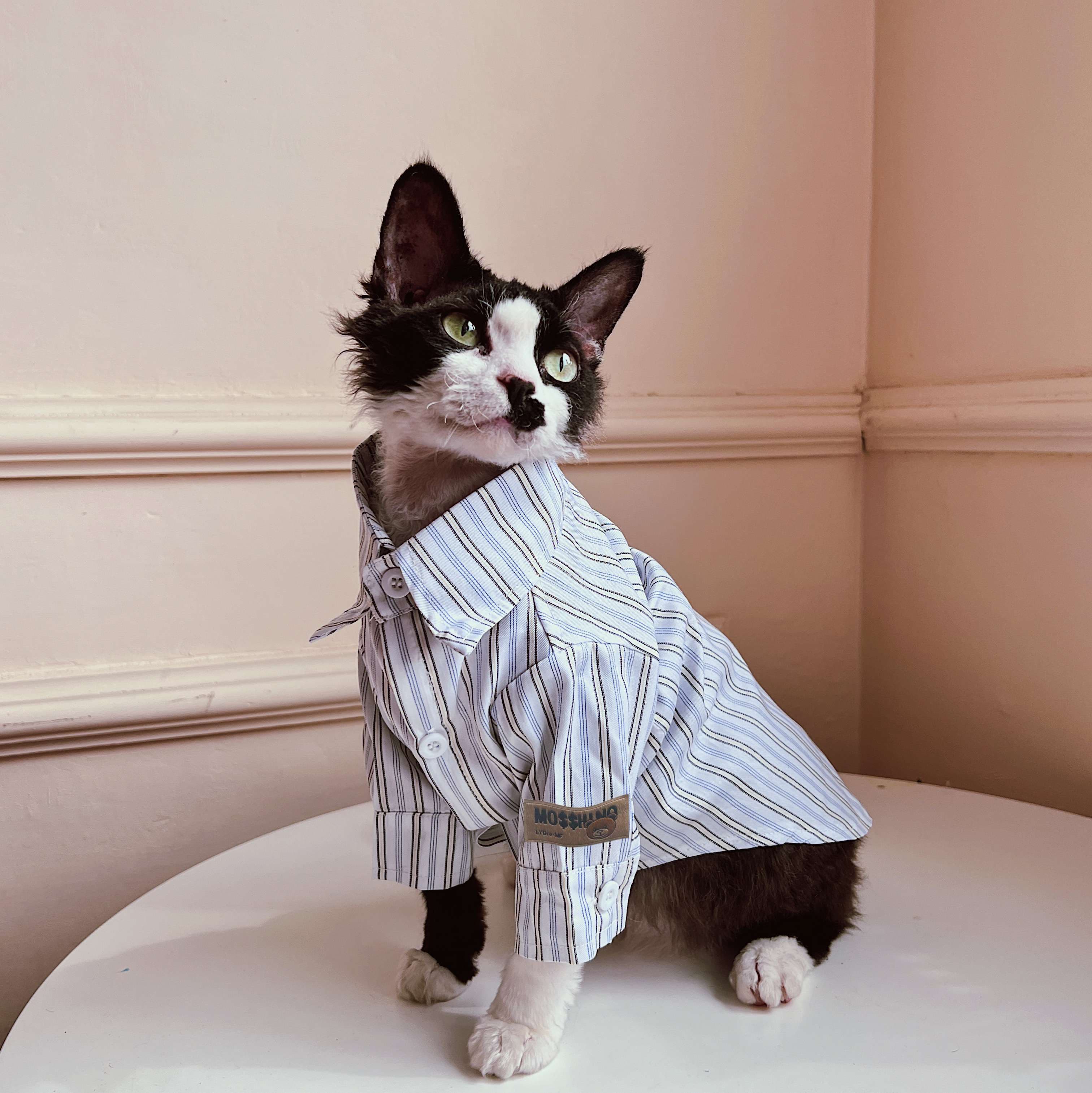 猫服  スフィンクス | スフィンクスのためのストライプパジャマ