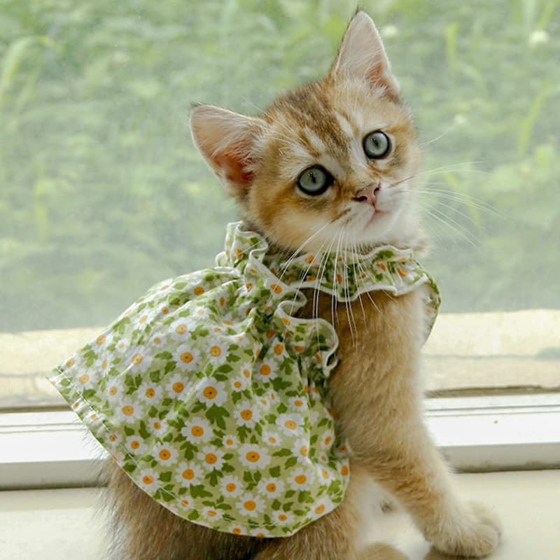 猫服  洋服 | 洋服 | お花畑のふんわりワンピース