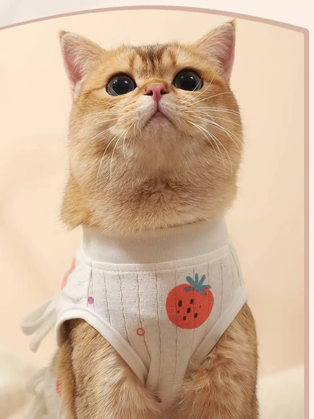 猫服   やさしい果実柄の術後服