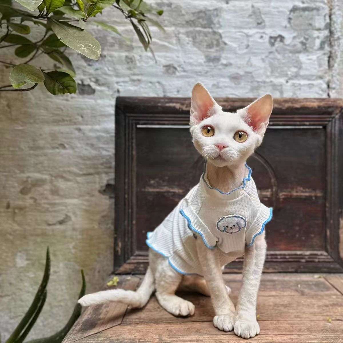 猫服  洋服 | もふもふ耳猫ちゃん用フリル付きボディスーツ