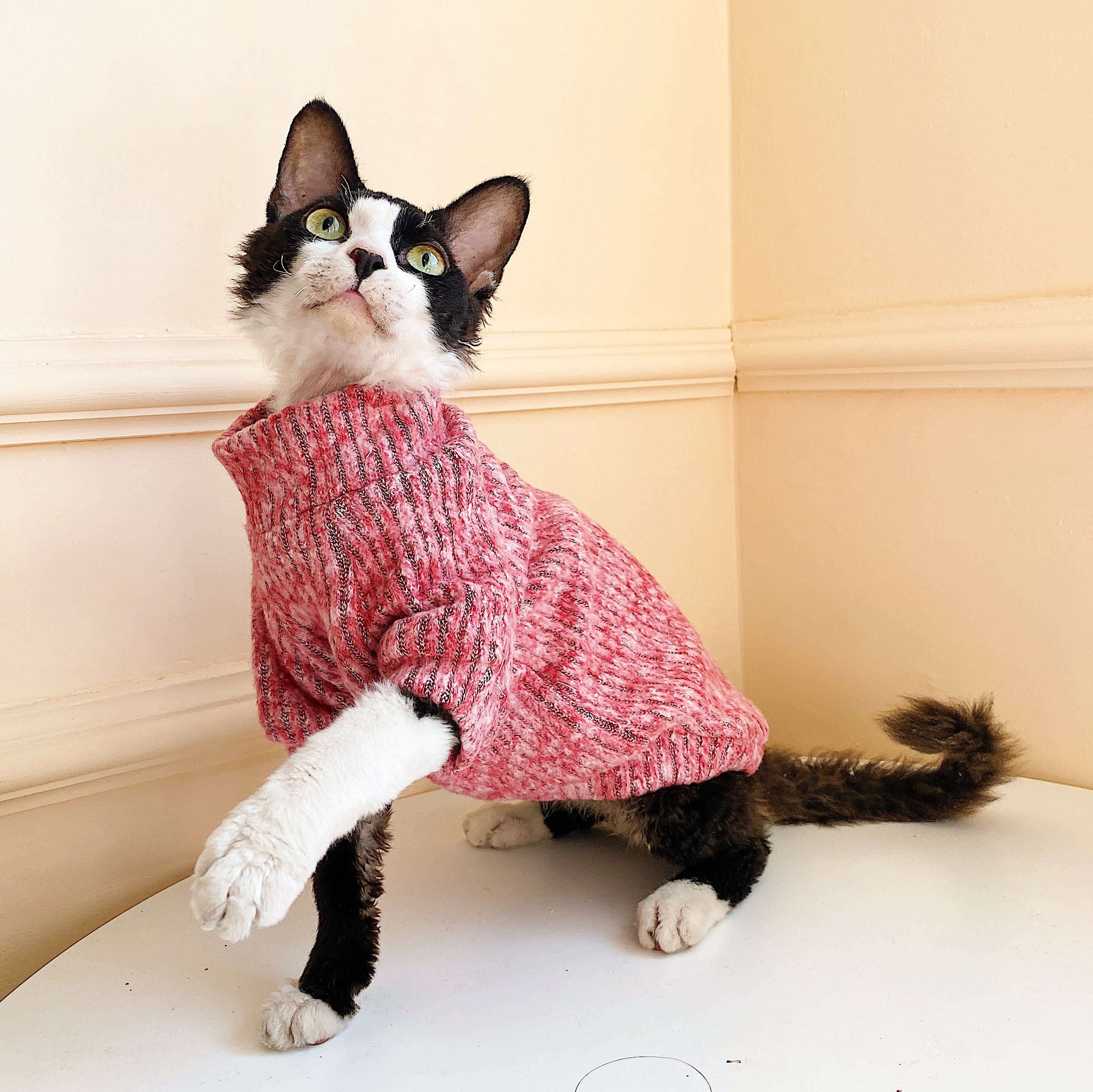 猫服  スフィンクス | スフィンキャットのニットセーター
