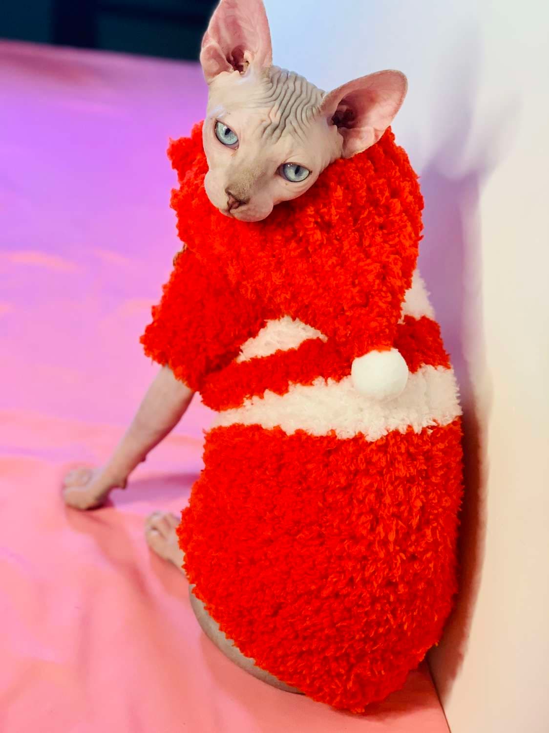 猫服  スフィンクス | サンタスフィンクスの冬支度セット