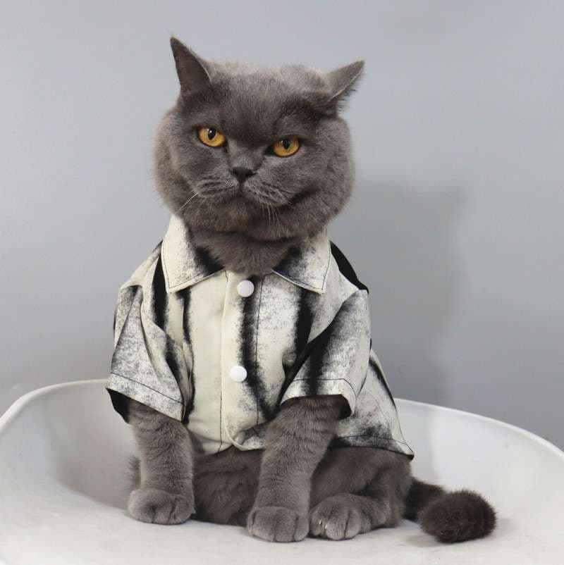 猫服  洋服 | 猫様のビジネスカジュアル