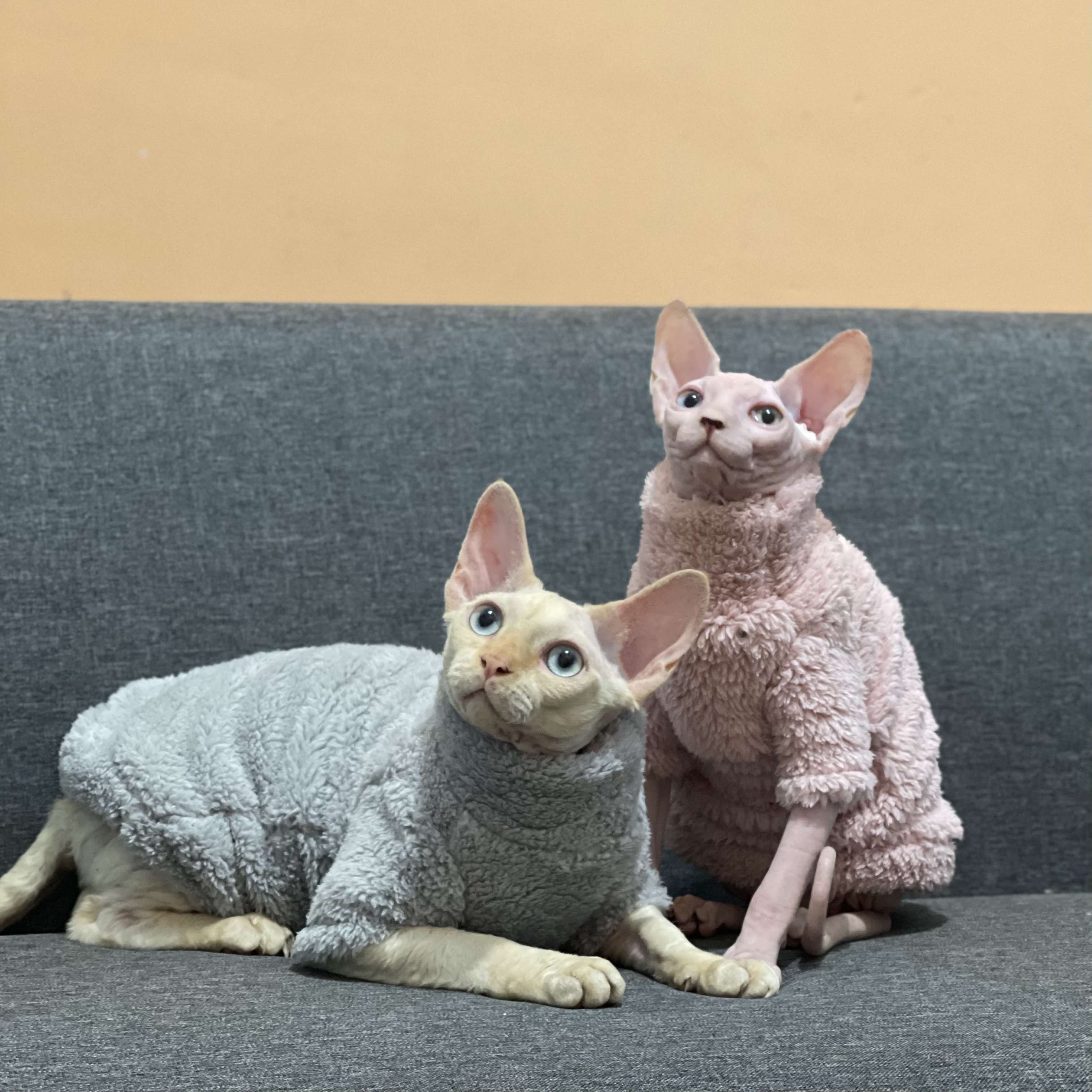 猫服  スフィンクス | もこもこスフィンクスの防寒服