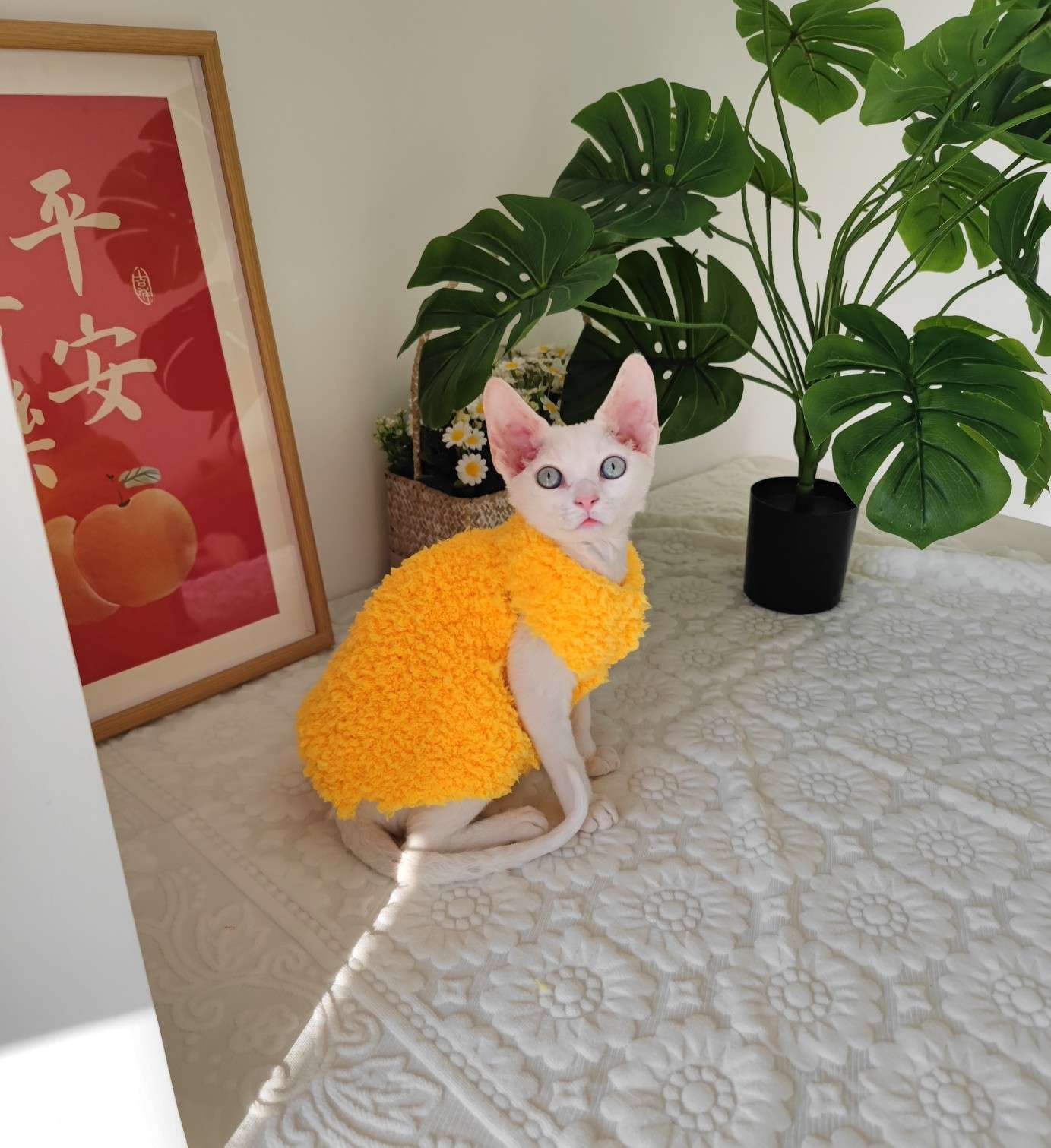 猫服  スフィンクス | モコモコあったかスフィンクスキャットウェア