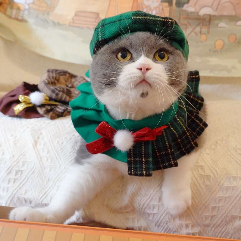 猫服  コスプレ | ねこ用スコットランド風コスチューム