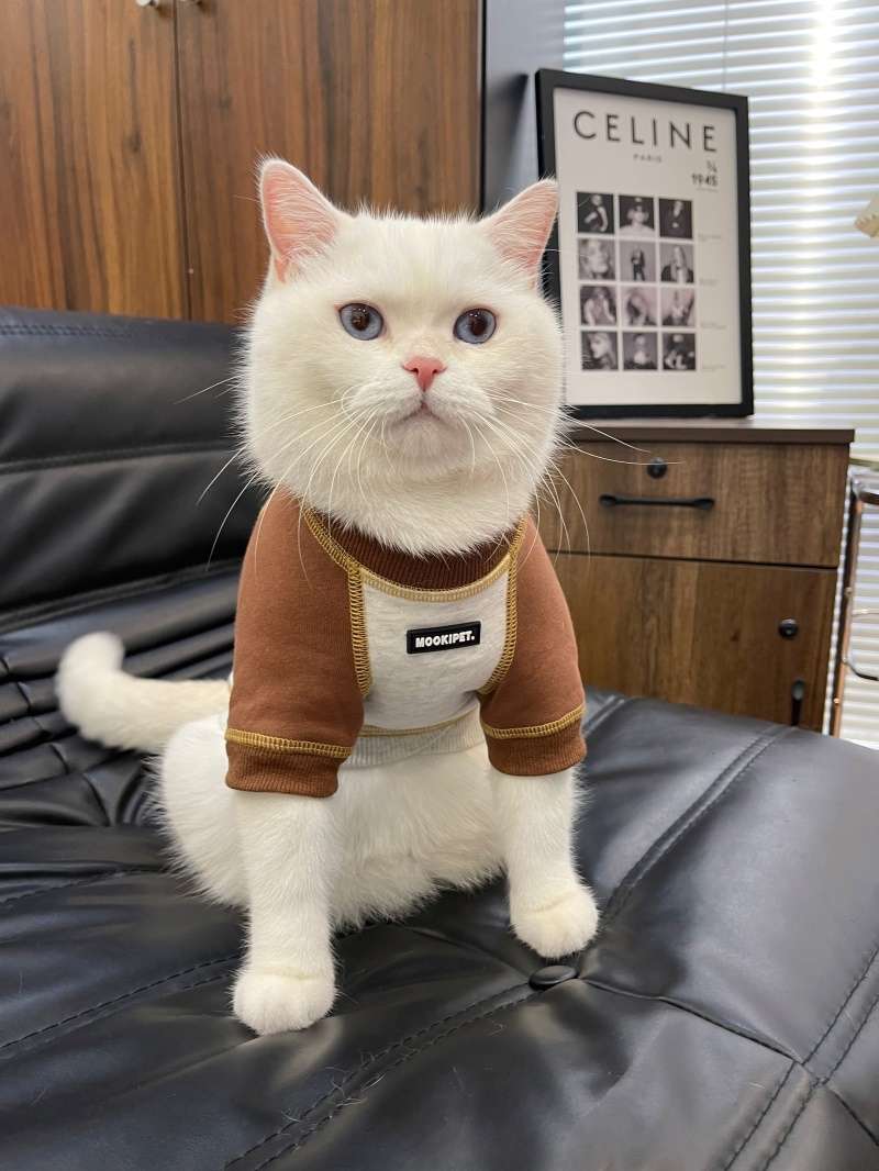 猫服  洋服 | ペット用おしゃれカジュアルウェア3点セット