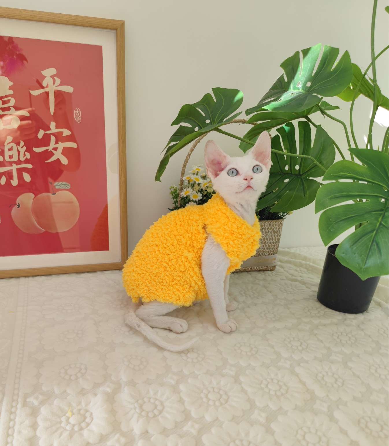 猫服  スフィンクス | モコモコあったかスフィンクスキャットウェア