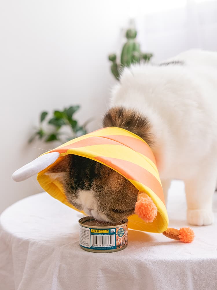 猫服 猫 エリザベスカラー | 涼やか夏野菜エリザベスカラー