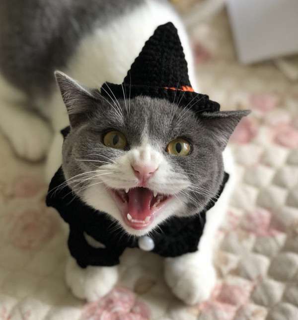 猫服  帽子 | 魔法使いの猫ちゃん帽子