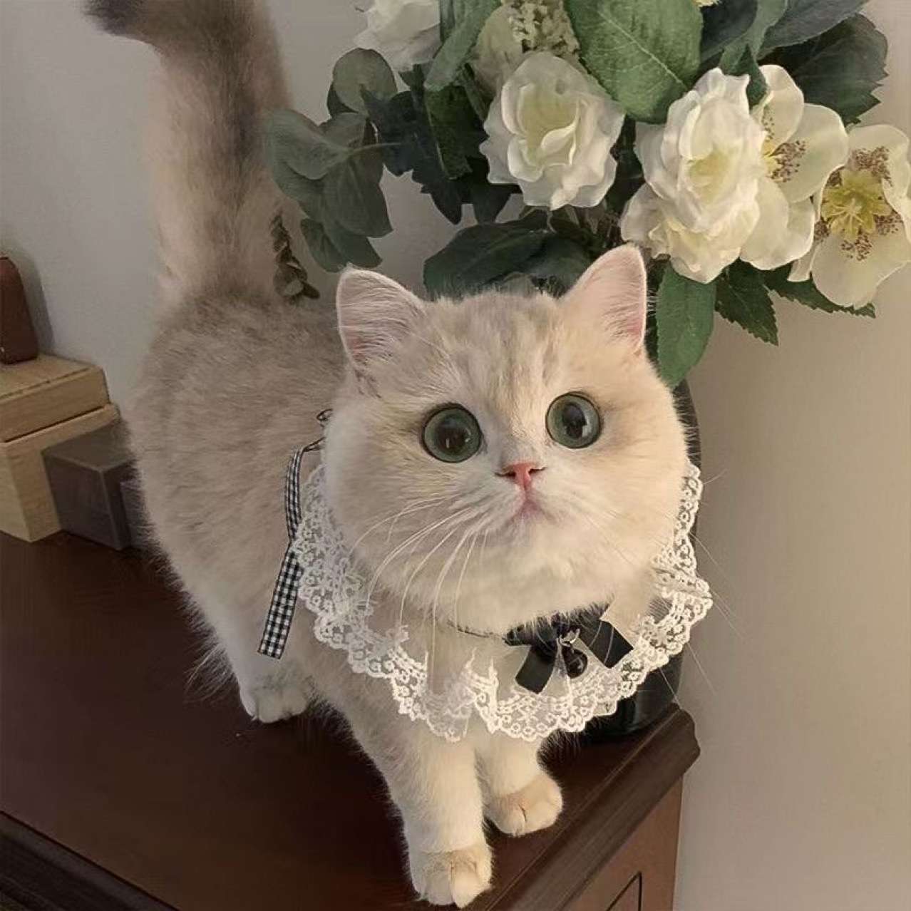 猫服  洋服 | 華やかレースの姫様エリマキ