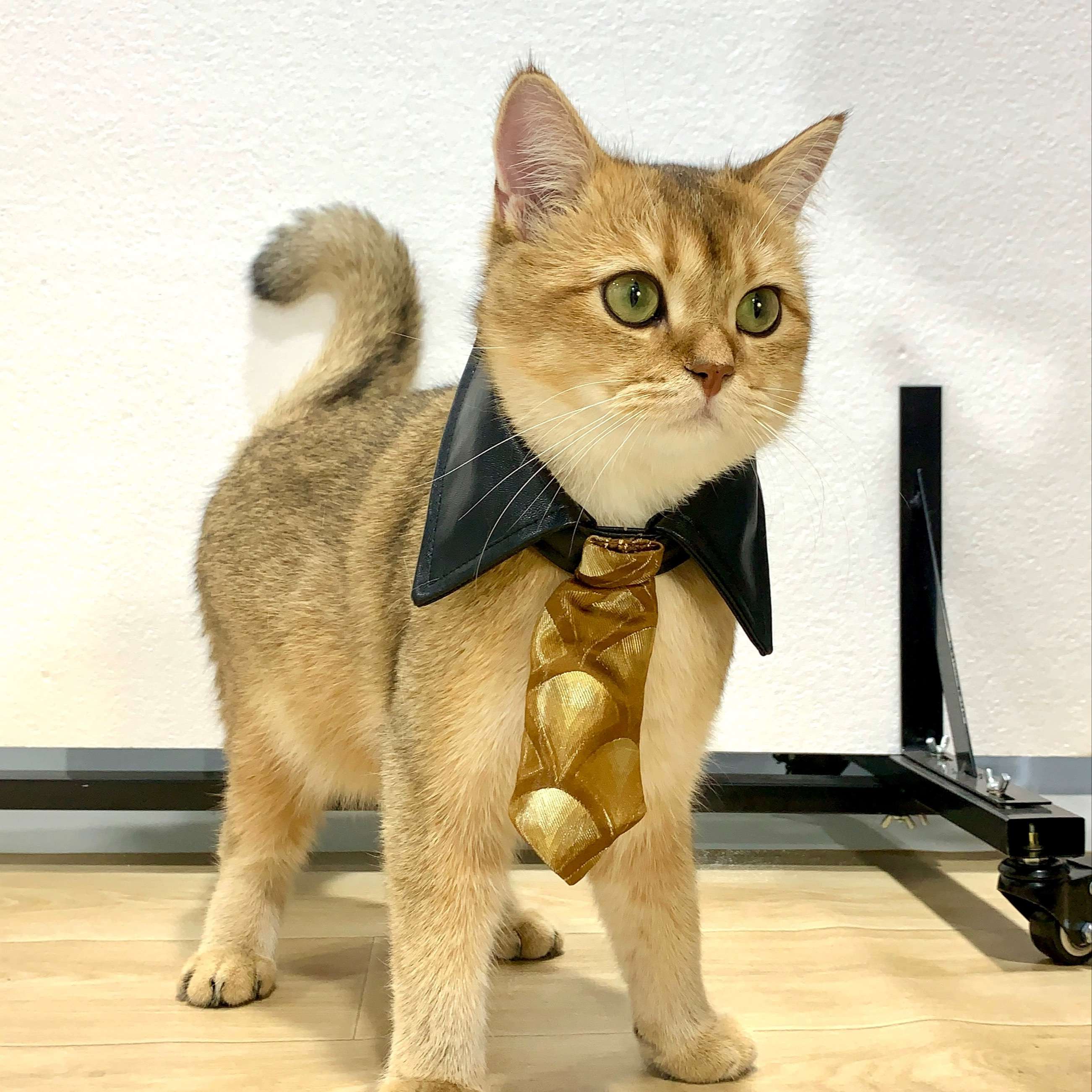 猫服  コスプレ | 猫用シャーロック・ホームズ風探偵コート