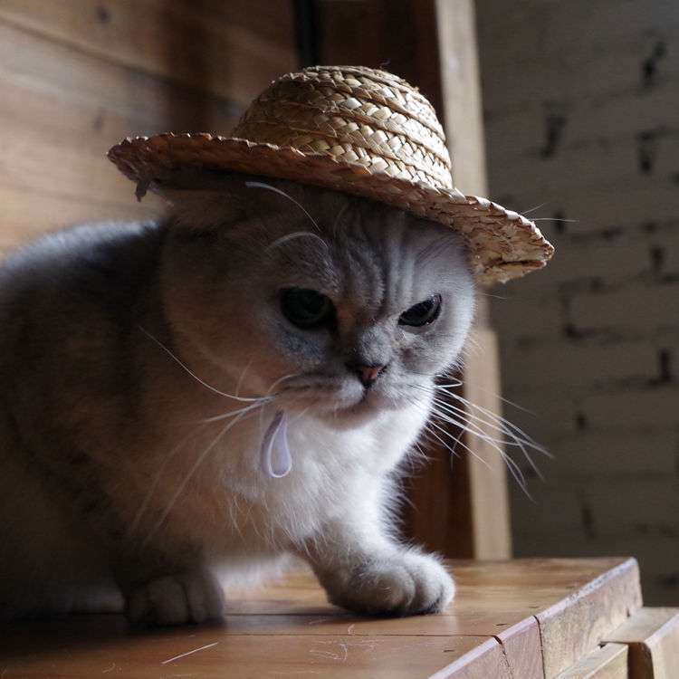 猫服  帽子 | 農園の麦わら帽子