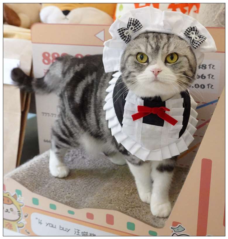 猫服  コスプレ | メイド風フリルエプロン猫用コスチューム
